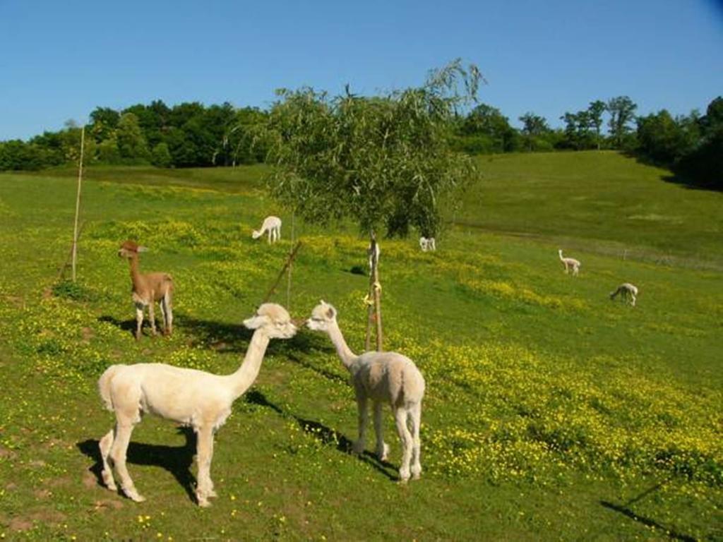 Farmstay Alpagaterie Juillac  Exterior photo